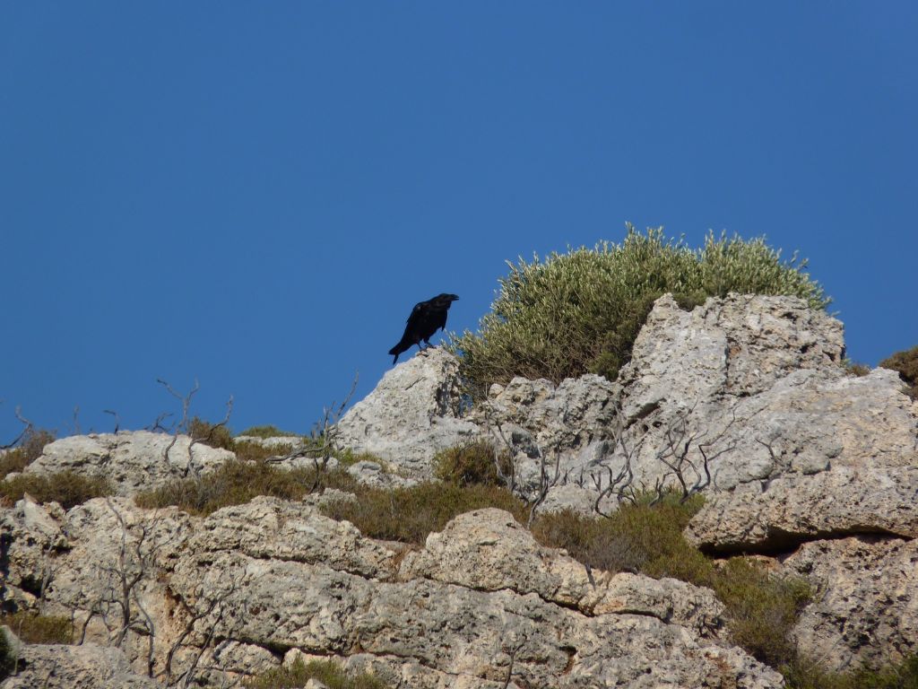 Uccelli isole greche - 2^ parte